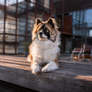 Hund Shooting Sonnenaufgang