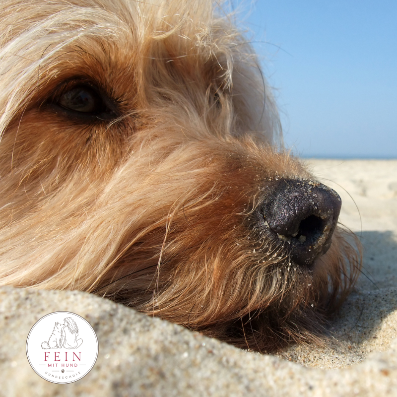 Du betrachtest gerade Nach dem Urlaub zurück im Alltag: Warum Hunde (wieder) Routine brauchen