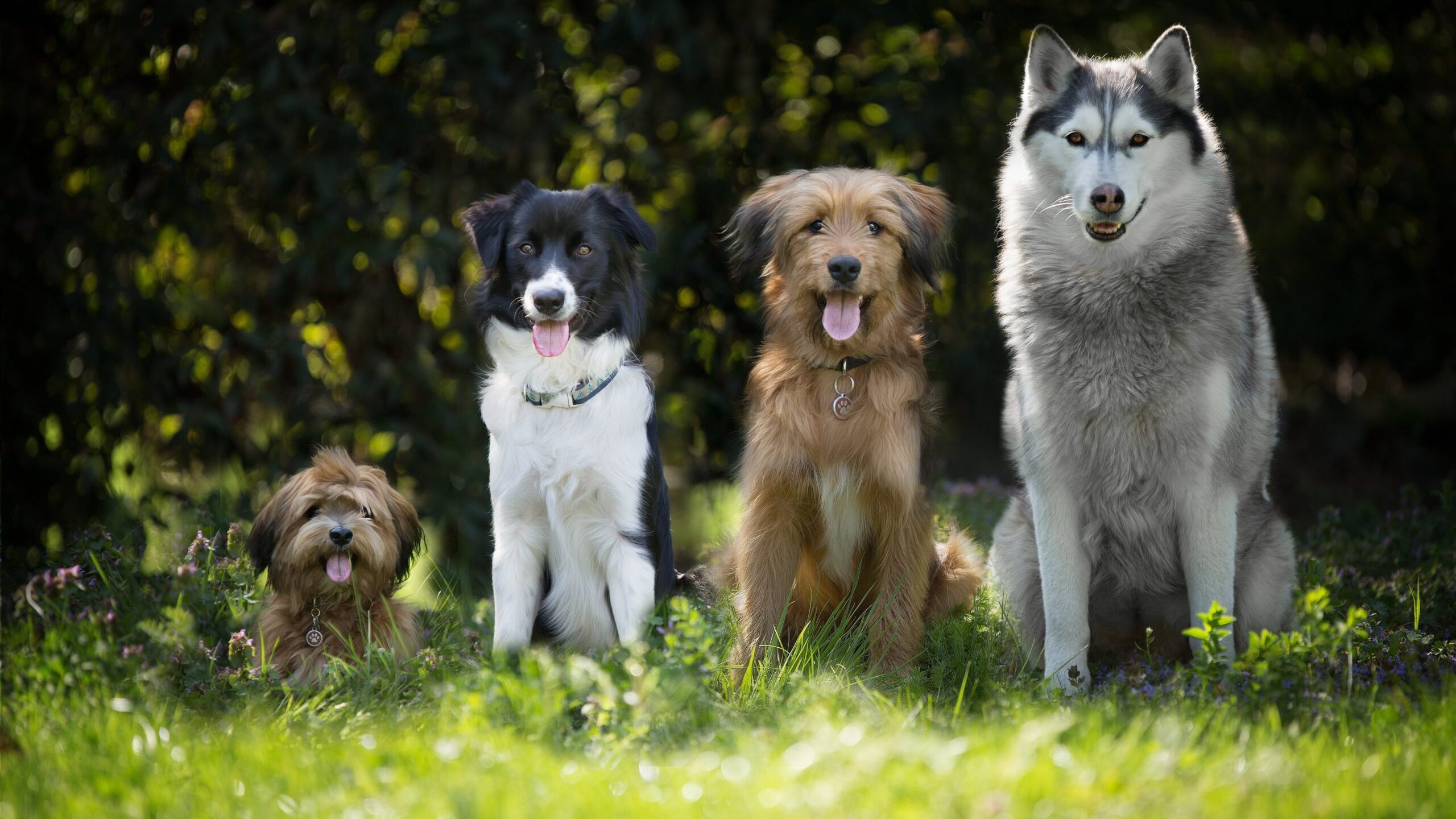 fotoreinartz-dogs-4189517